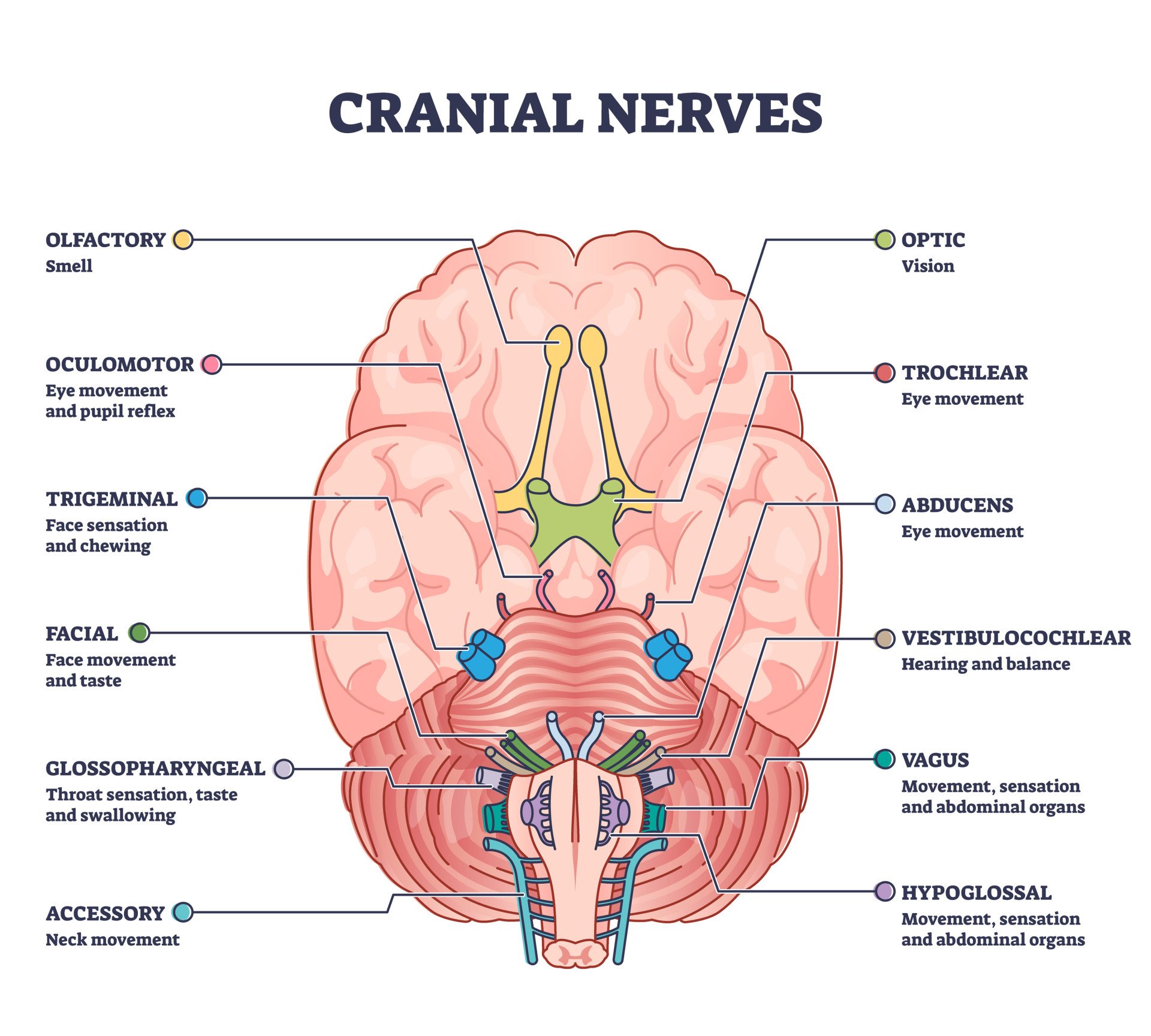 Cranial nerves. human brain and brainstem from below