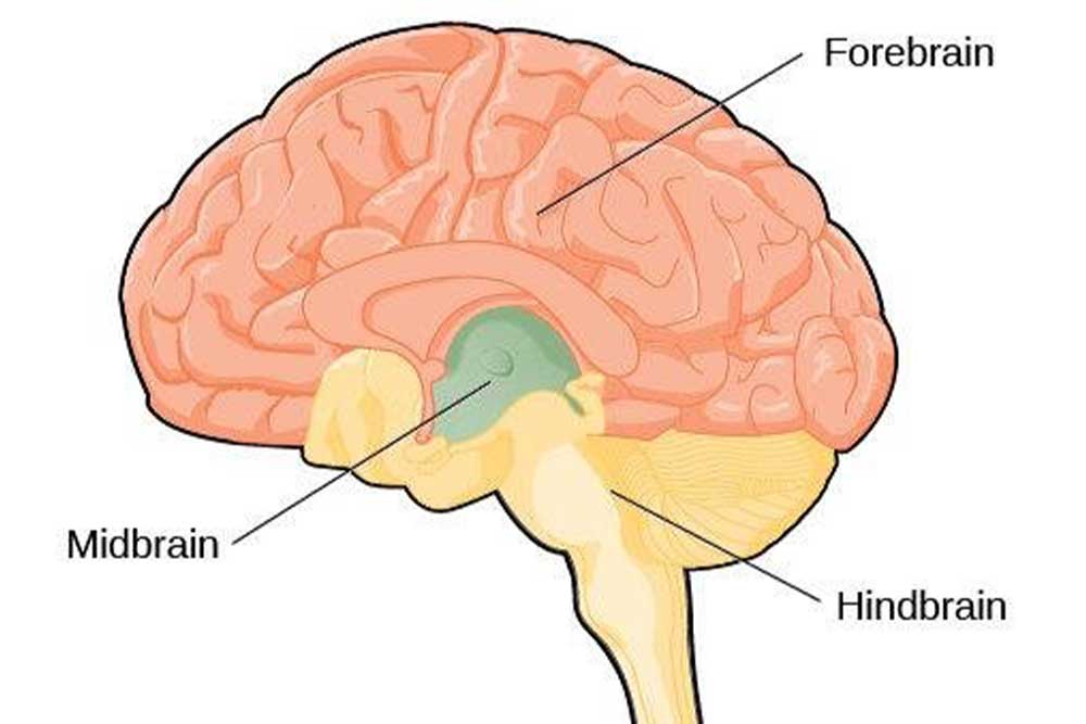 brain structure