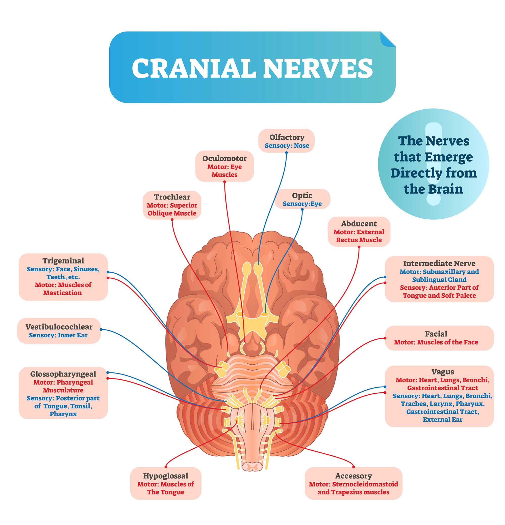 cranial nerves