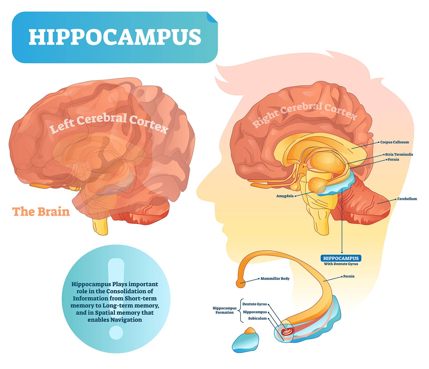 Hippocampus vector illustration. Labeled diagram with isolated closeup.