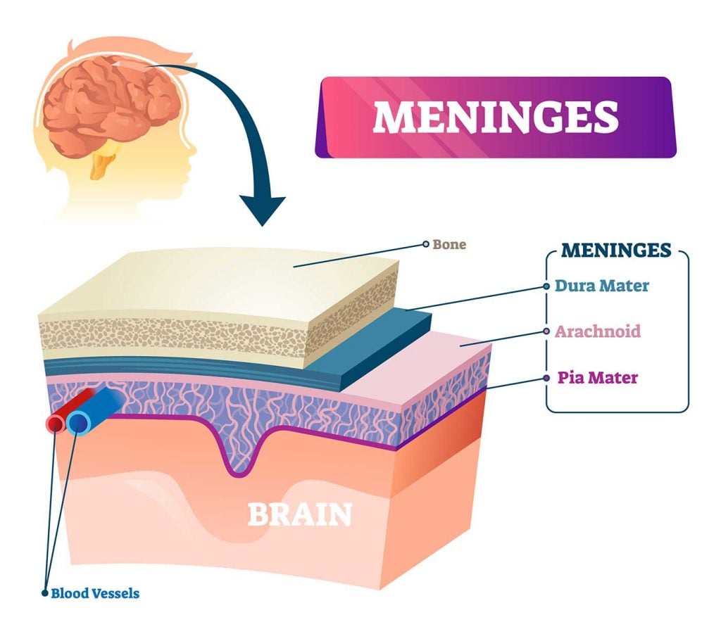 Meninges