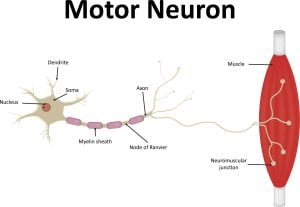 motor neuron