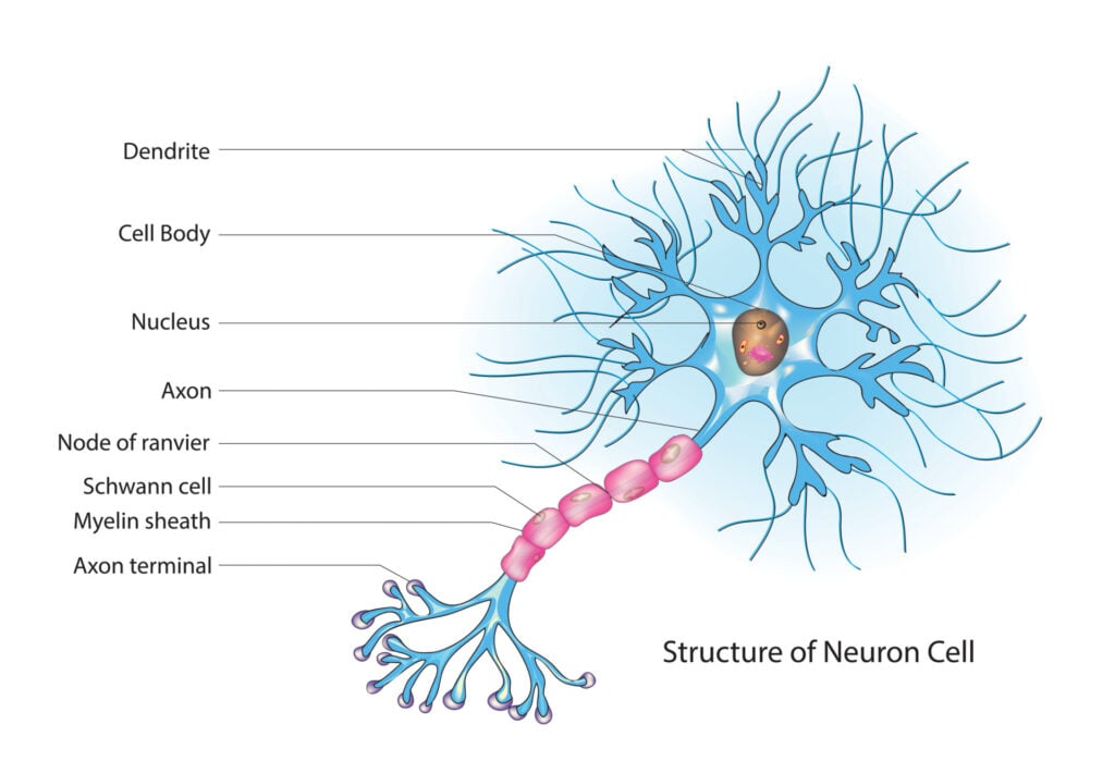 Illustration of a nerve cell and the parts labelled such as the nucleus, axon, and myelin sheath