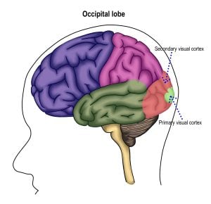 Occipital Lobe