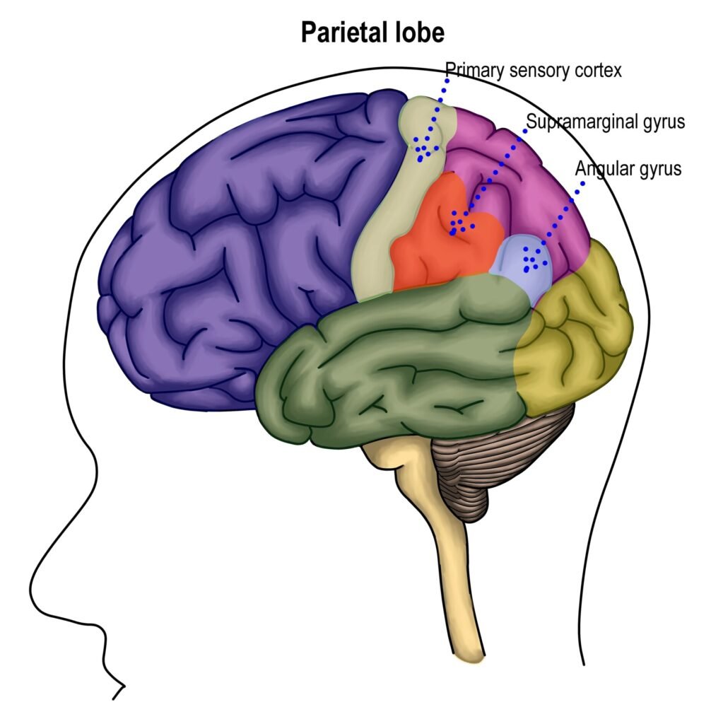 Illustration of the brain, highlighting the parietal lobe and associated labels: primary sensory cortex, supramarginal gyrus, and angular gyrus