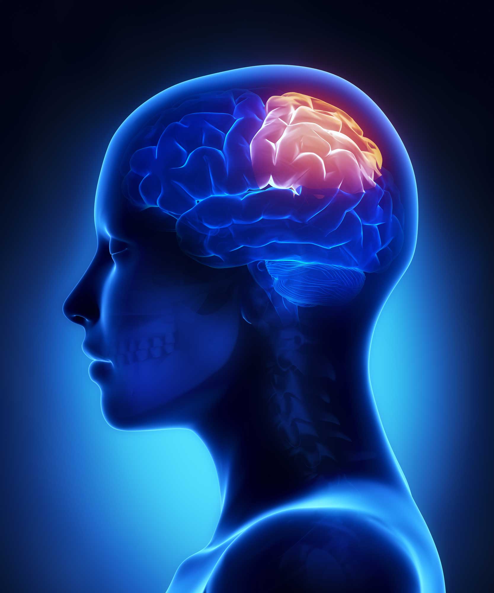 Parietal Lobe Location in the Brain