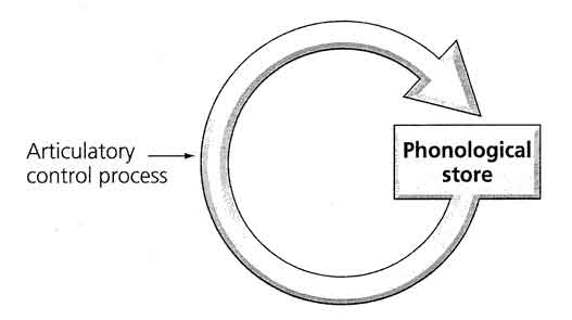 phonological loop