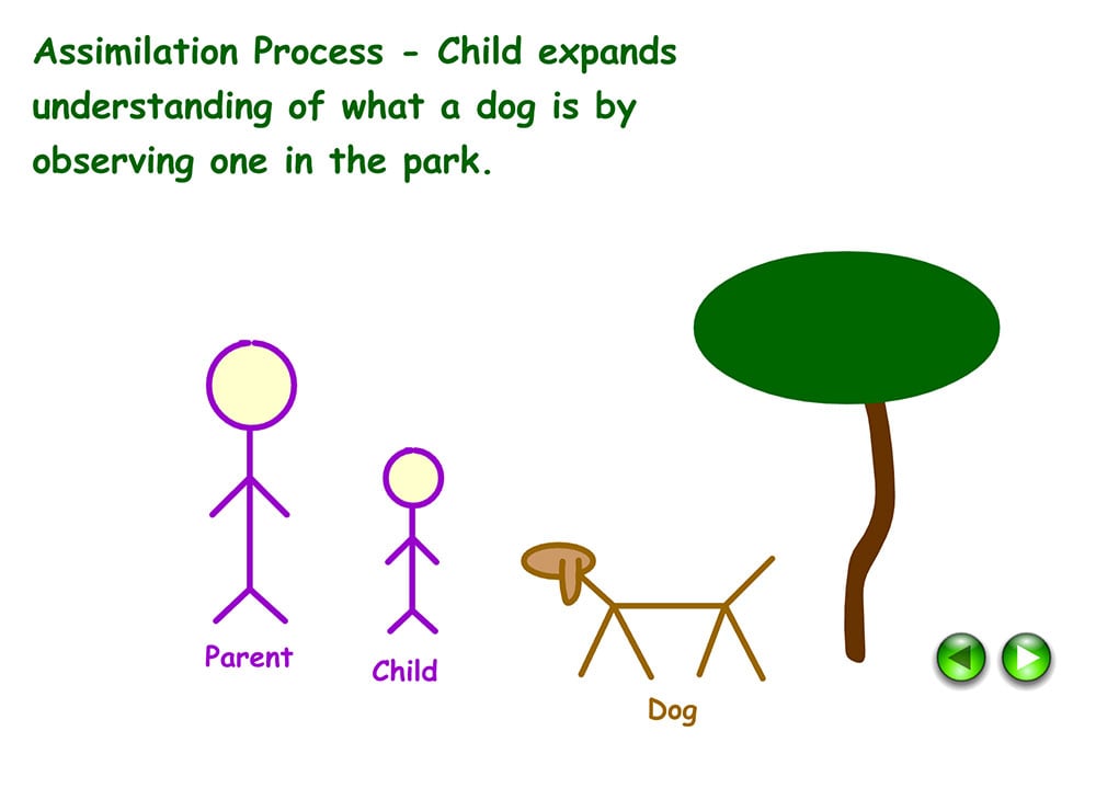 Example of assimilation in Psychology