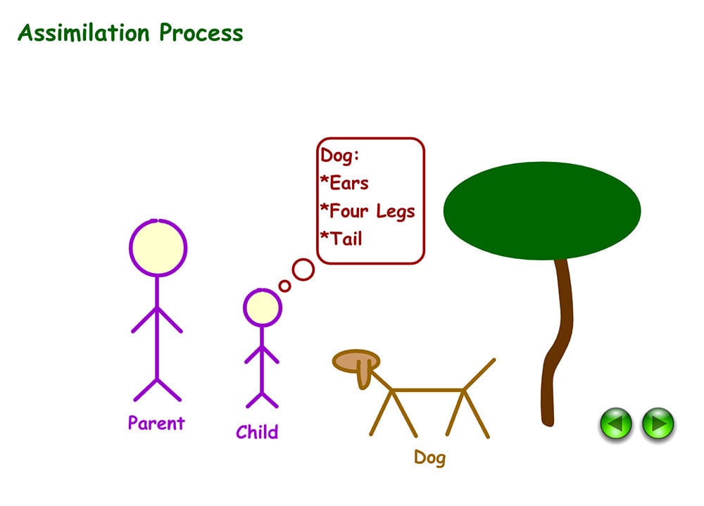 Example of assimilation in Psychology