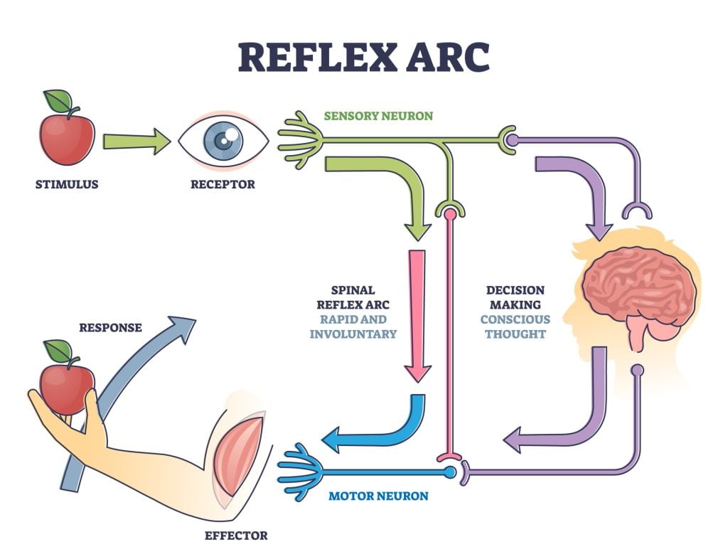 Reflex ARC sensory neuron pathway from stimulus to response outline diagram. Labeled educational body neurology principle explanation with spinal involuntary and conscious thought vector illustration.