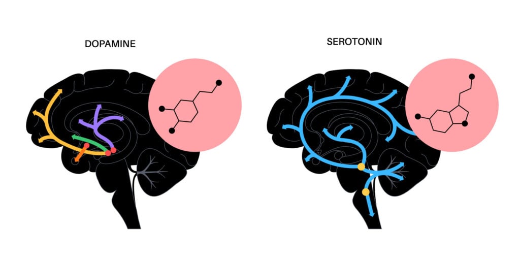 outlines of two brains showing the pathways of both serotonin and dopamine alongside the chemical formulae for both neurotransmitters.