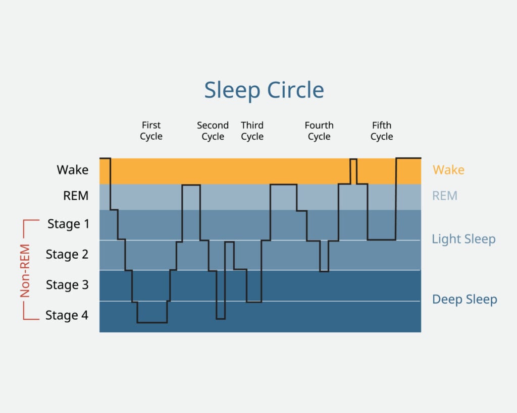 sleep circle with sleep stage to analysis of brain activity during sleep