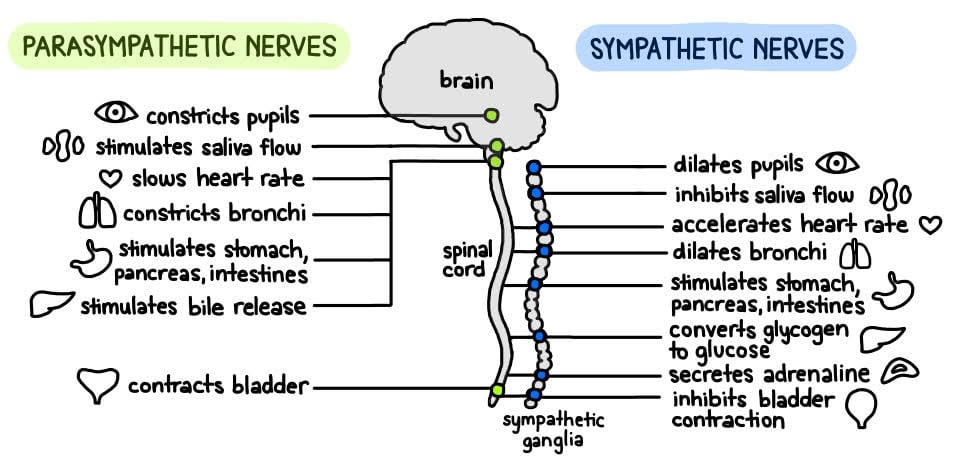 sympathetic vs parasympathetic