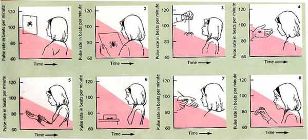 A Systematic Desensitization Fear Hierarchy