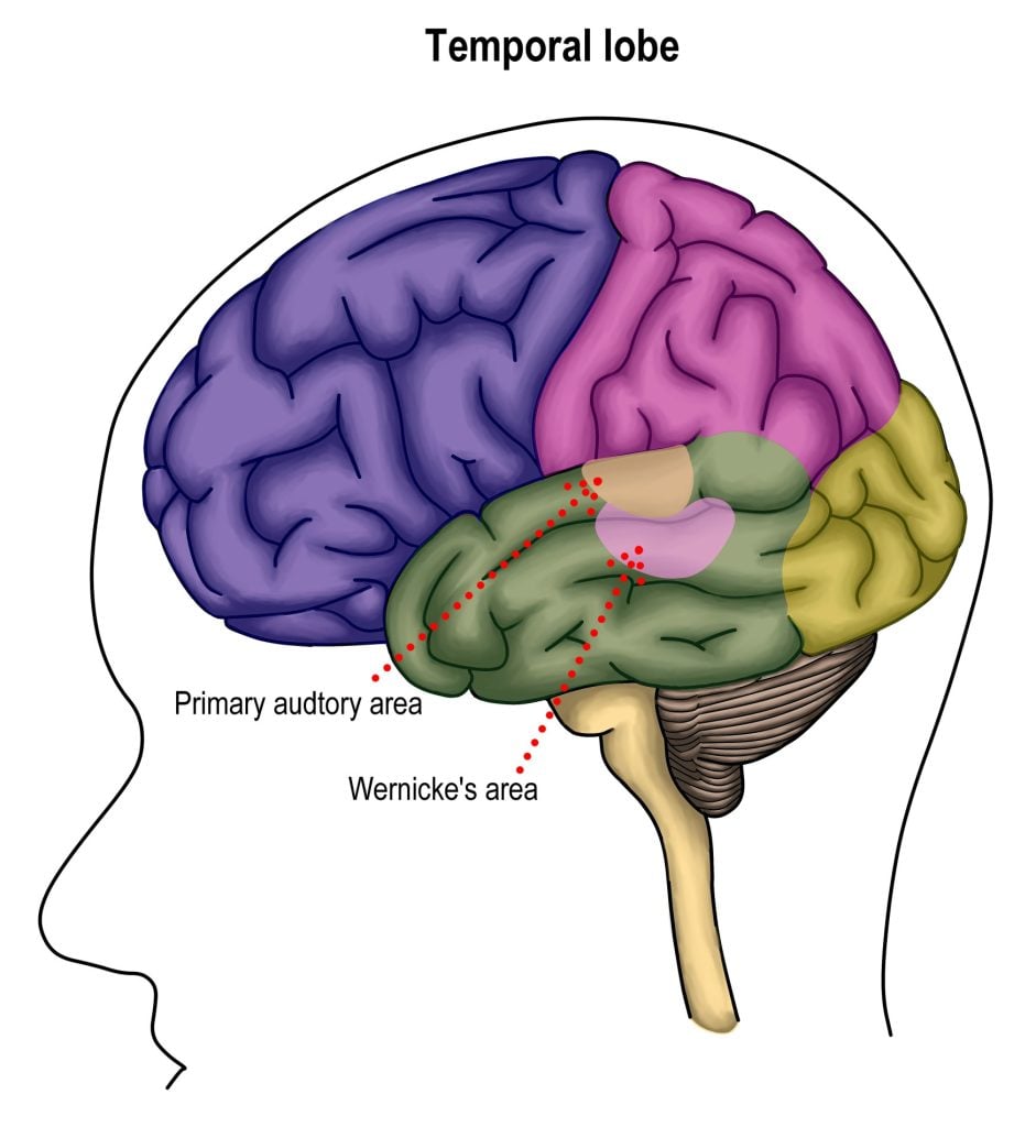 Temporal Lobe