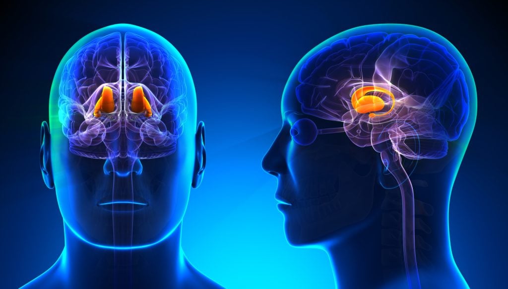 Thalamus Brain Location