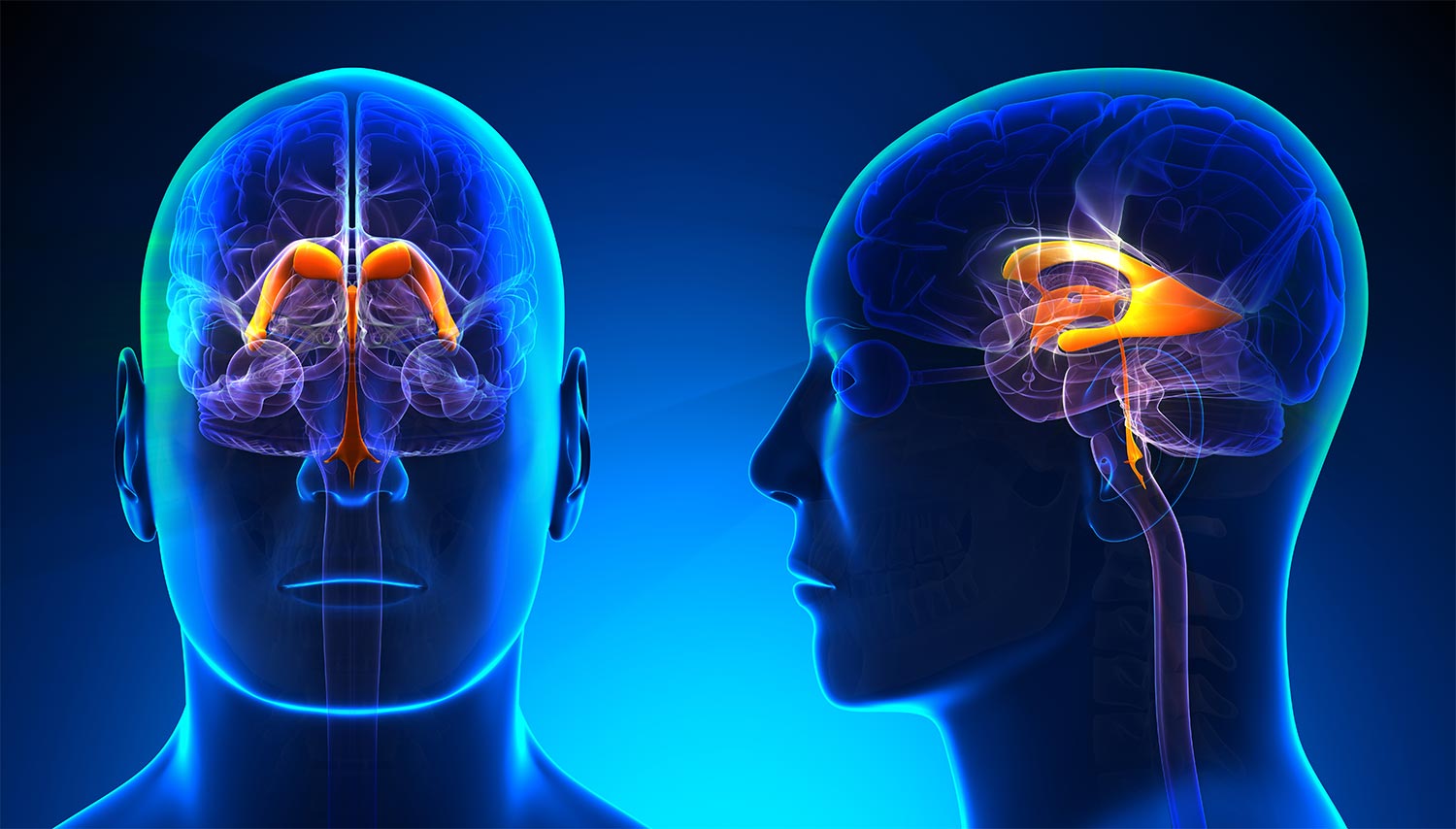 ventricles of the brain