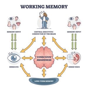 Working Memory Model