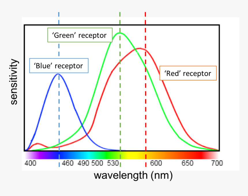 This figure illustrates the different sensitivities for the three cone types found in a normal-sighted
 individual.